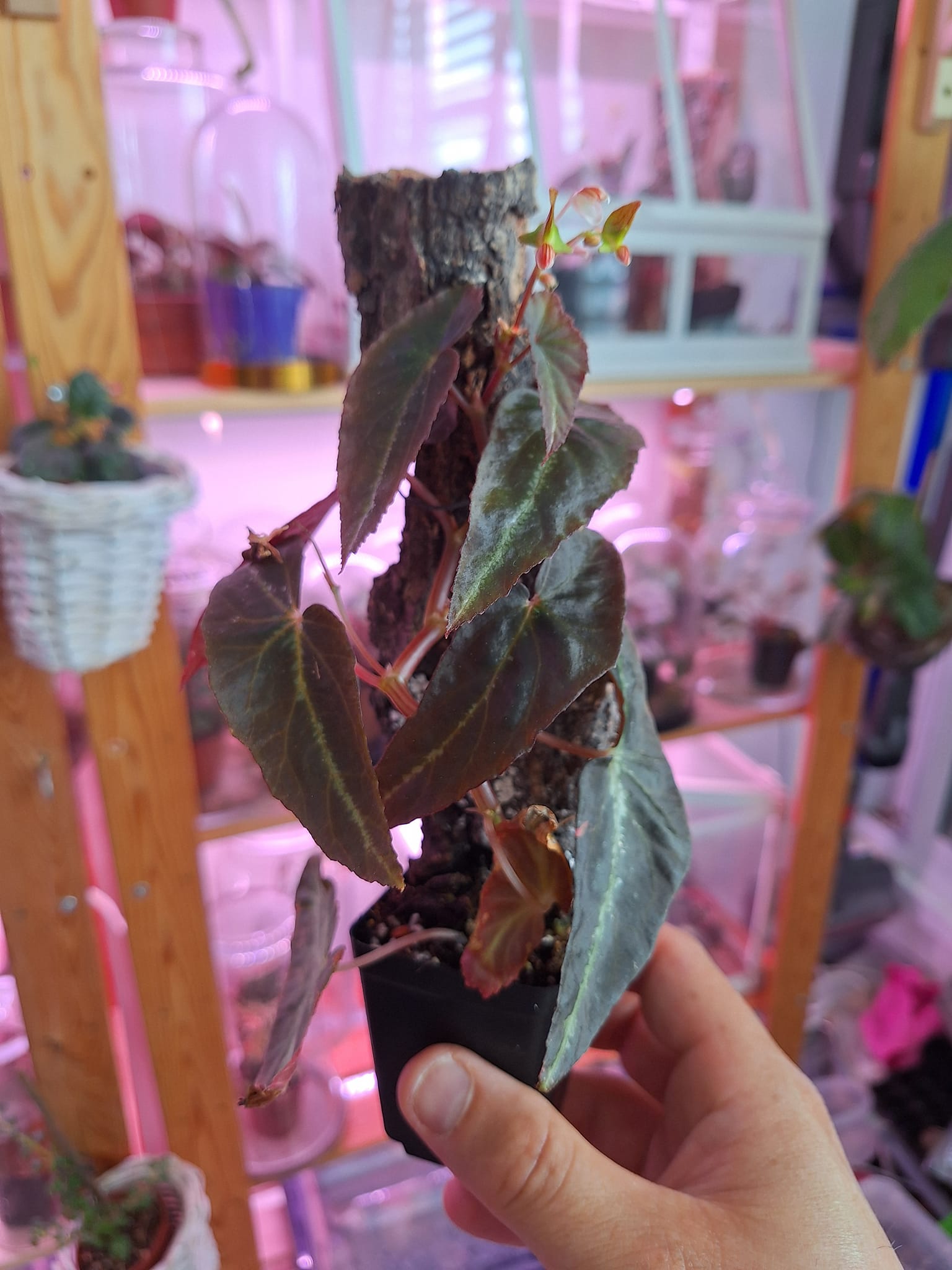 Begonia variabilis